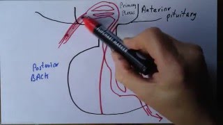 Pituitary gland part 2 portal system [upl. by Arrak384]