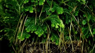 Selaginella martensii  Moosfarn  Martenss Spike Moss [upl. by Hillyer403]