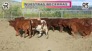 La Encantada Beefmaster  Nuestras Becerras [upl. by Ahsaetal]