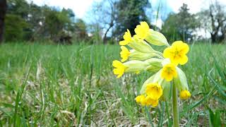 Himmelschlüssel – Echte Schlüsselblume Primula veris – Panasonic Lumix DCFZ 82 Superzoom [upl. by Abey]