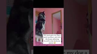 Diamonds amp Pearls 💎 dogshorts dogsofinstagram dog doglover dogs dogsofyoutube dogsoftiktok [upl. by Devan]