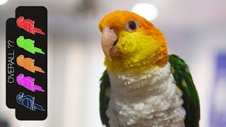 White Bellied Caique The Best Pet Parrot [upl. by Ethyl910]