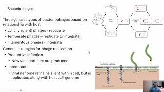 Microbiology Bacteriophages [upl. by Girvin]