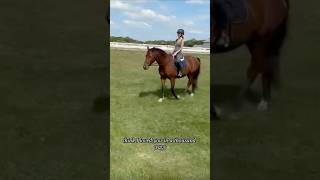 READ PINNED  KbugampEquines  horse equitation equestrian [upl. by Ielarol]