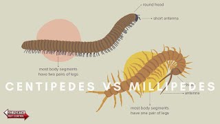 What Are The Differences Between Centipedes amp Millipedes [upl. by Jaquenette474]