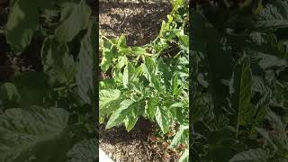 Tomato plant [upl. by Aihsiek133]