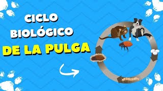 Ciclo Biológico de la Pulga  Aplicación de Pipeta antipulgas [upl. by Penn]