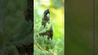 Redtailed Black Cockatooshorts كوكاتو الاسود أحمر الذيل [upl. by Marielle]