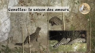 Genettes la saison des amours [upl. by Damiano]