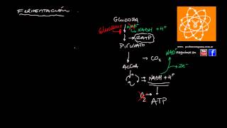 Fermentación [upl. by Memory]