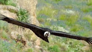 The majestic Andean Condor the largest flying bird [upl. by Cory]