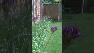 Alliums Flower Timelapse 4 MONTHS in 60secs [upl. by Airahcaz]