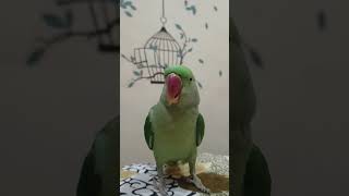 Titu ki hoshiyari funny comedy cartoon animation notyourtype parrot angrytitu bollywoodmusic [upl. by Giavani]