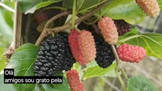 frutíferas produzindo em vaso jabuticaba cabeludinha amarela guaquica amarela uvaia jambo canistel [upl. by Bendix]