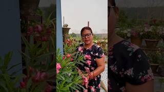 Oleander  Kaner  Plant Care shorts ytshorts gardening oleander [upl. by Aihtiekal]