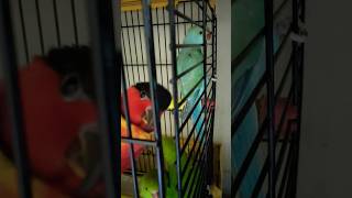 Different Kinds Of Parrots Handfeeding Chicks 🦜🐥 Chicks on HandfeedingChicks Healthy amp Care Tips [upl. by Arremat]