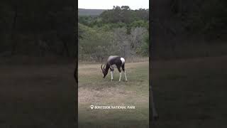 Bontebok National Park sanparks [upl. by Anidem]