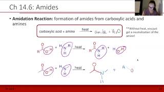 C102Amidation and Naming Amides [upl. by Letreece165]