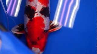 The 44th All Japan Koi Show Kin Showa Best in Variety Hikari Utsuri [upl. by Parhe]