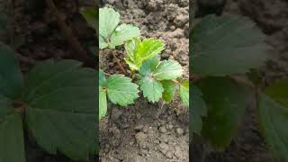 Strawberry tree 🍓 shortvideo nature viralvideo [upl. by Ehcropal]