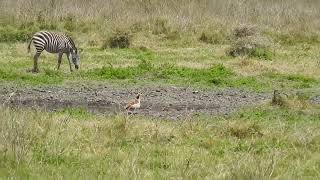 Alopochen aegyptiaca  ganso del nilo  egyptian goose [upl. by Bohlen]