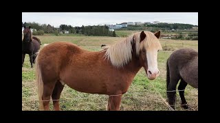 Icelandic horse [upl. by Garret]