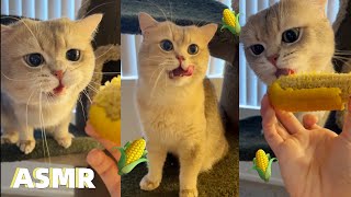 Adorable ASMR Cat Eats CORN 🌽  meowcash [upl. by Stubstad]