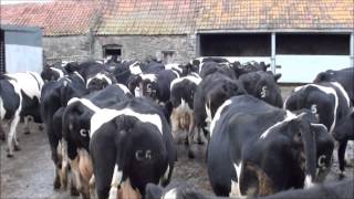 bringing the cows round for milking from their winter housing [upl. by Pape549]