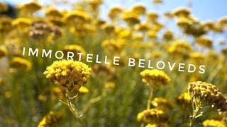 Immortelle and my favourite scents [upl. by Ahsemac]