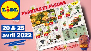 LIDL CATALOGUE PLANTES amp FLEURS ARRIVAGE DE LA SEMAINE DU 20 AVRIL 2022 [upl. by Carrington923]