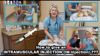 How to give a Dog and a Cat an IM Intramusular injection  Veterinarian Approved [upl. by Mellisent687]