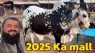 Cow Mandi shapur kanjra Lahore  sahiwal cholistani 2025 ke Kheere bachre  LAHORI SHAUK [upl. by Armington]