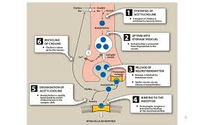 Synthesis of Acetylcholine and drug target Site RDSA Tutorial [upl. by Munn43]