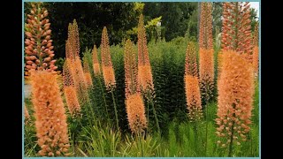 Эремурус Eremurus Эукомис Eucomis Garden flowers230 Декоративные растения [upl. by Snahc]