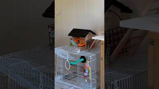 Morning routine  Fly for food🦜birds parrotlet parrort [upl. by Ahcsat105]