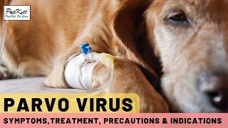 Parvo Virus In Dogs Symptoms Treatment amp Precautions  Dr Anirudh Mittal [upl. by Deach]