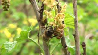 Abeille Récolte de nectar sur fleurs de groseiller 22 [upl. by Offen520]