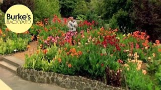 Burkes Backyard Canna Lilies [upl. by Accebar]