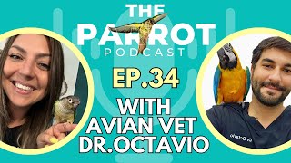 Avian Vet Tips for Healthy Parrots  The Parrot Podcast 34 [upl. by Ecinert173]