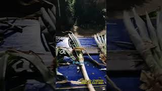 Automatic Root and Leaf Cutting Scallion Peeling Machine machine [upl. by Lorianne428]