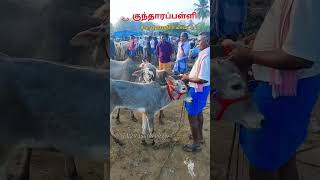 வளர்ப்பு கன்று குட்டிகள் விற்பனை tn24sakthivlogs cow கிருஷ்ணகிரி மாவட்டம் [upl. by Peppy]