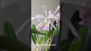 Cattleya Sapphirata coerulea [upl. by Leber292]