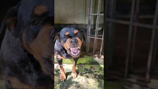 funny dog barking and growling sounds rottweiler angrydog funnyanimal cat barkingside funnypet [upl. by Norred]