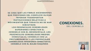 CEREBELO CONFORMACIÓN EXTERNA E INTERNA CONEXIONES Y FUNCIONES PRINCIPALES [upl. by Havener]