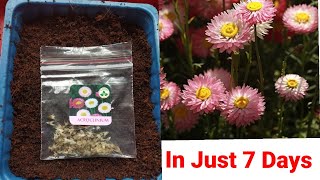 How To Grow Acroclinium From Seeds  Easy And Fast Method [upl. by Anilasor]