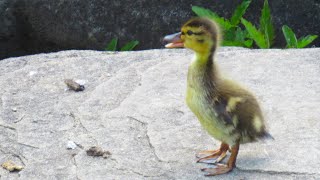 Duckling Quacking Cries Lost its Mother [upl. by Alrick]