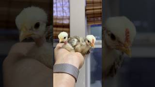 Sexing 34 Week Old Chicks 🐥 [upl. by Fidelis814]