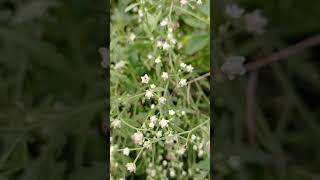 parthenium hysterophorus harmful plants plantlife [upl. by Hplar]