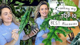 Top 10 INCREDIBLE Alocasia 🌱 Ranking My Alocasias From Worst to BEST [upl. by Annim936]