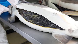 How Sturgeon Caviar Is Farmed and Processed  How it made Caviar  Sturgeon Caviar Farm [upl. by Ahsemal]